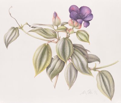 Glory Flower (Tibouchina Urvilleana) by Margaret Ann Eden